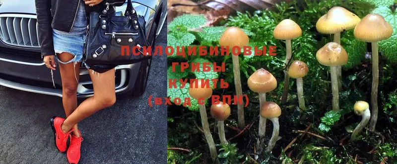 закладка  Котовск  Псилоцибиновые грибы MAGIC MUSHROOMS 